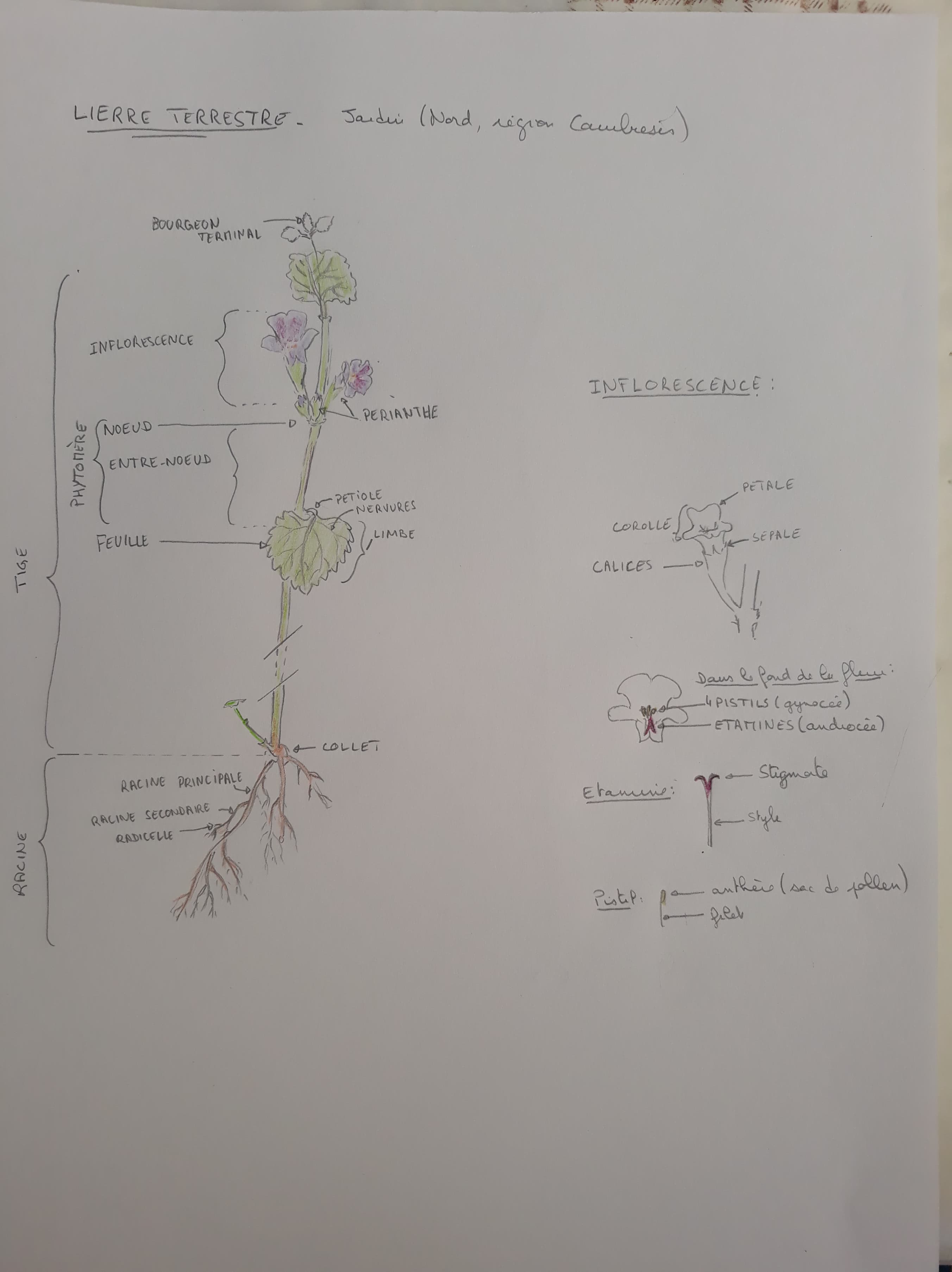 schéma lierre terrestre
