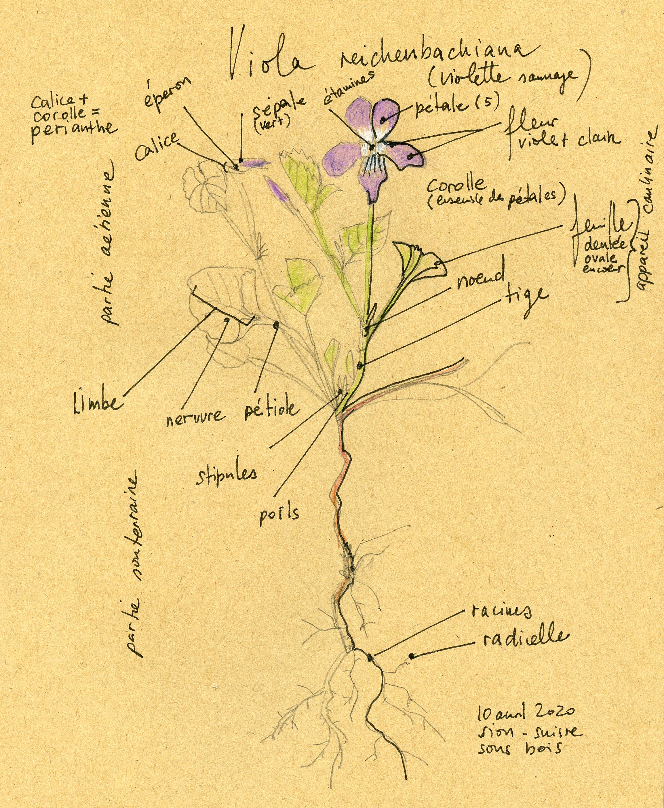 Viola reichenbachiana