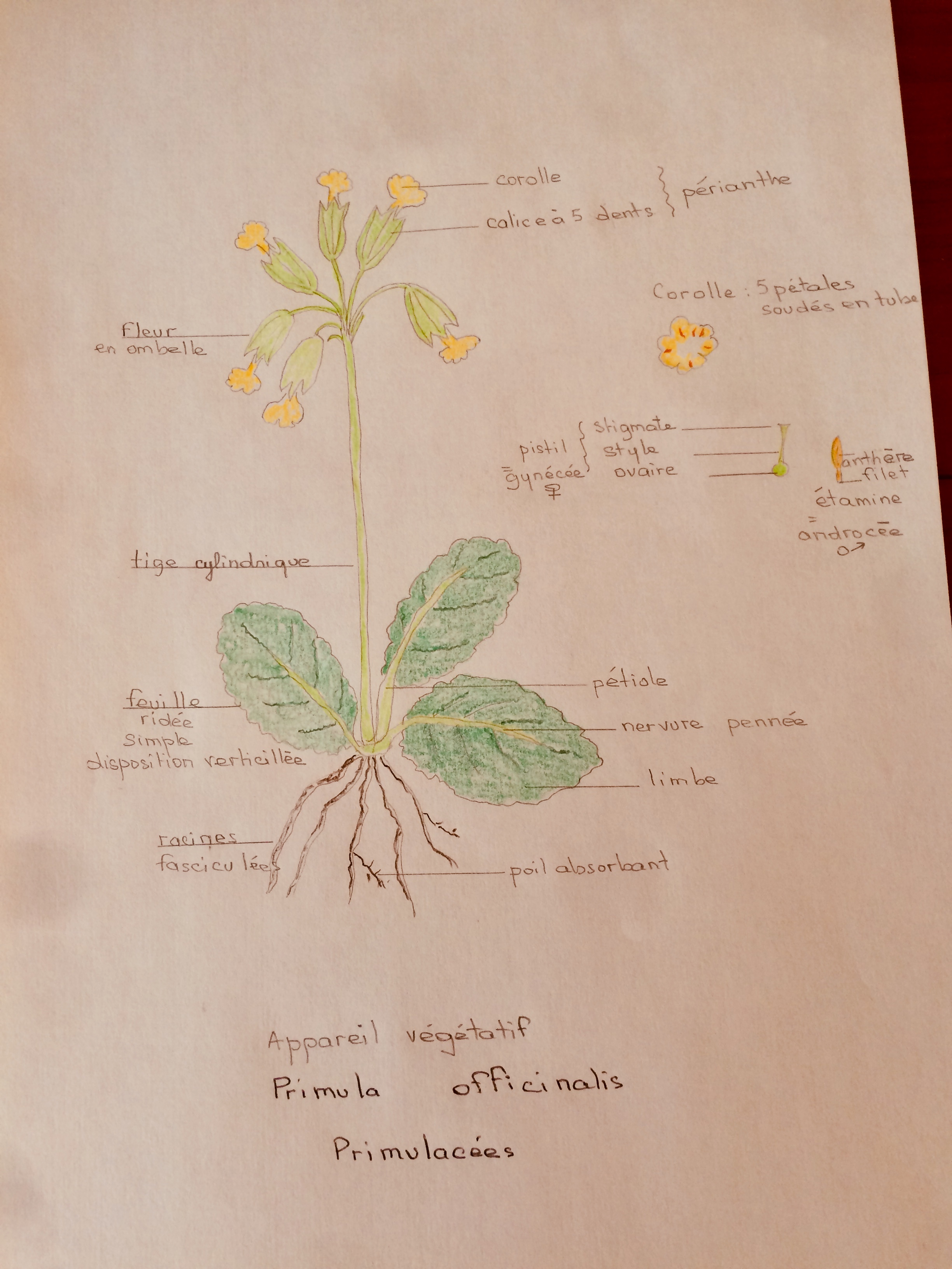 Primula officinalis ou Coucou