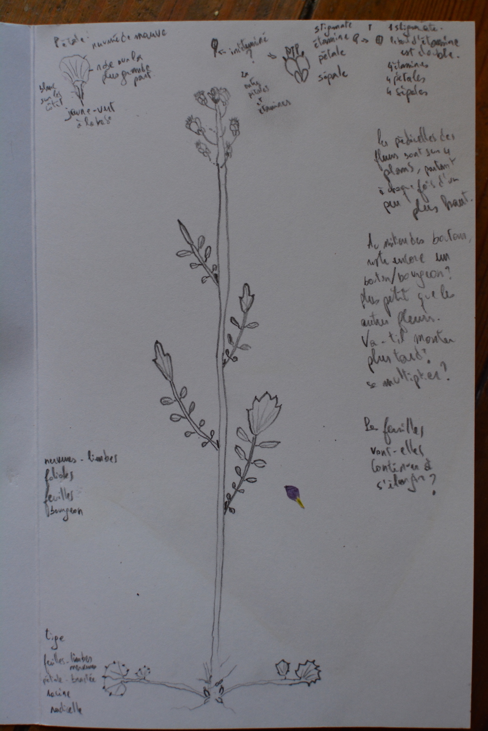 Dessin d'une Cardamine pratensis