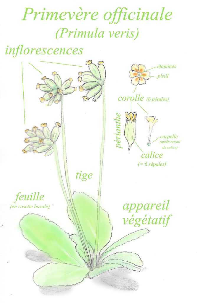 Primevère officinale