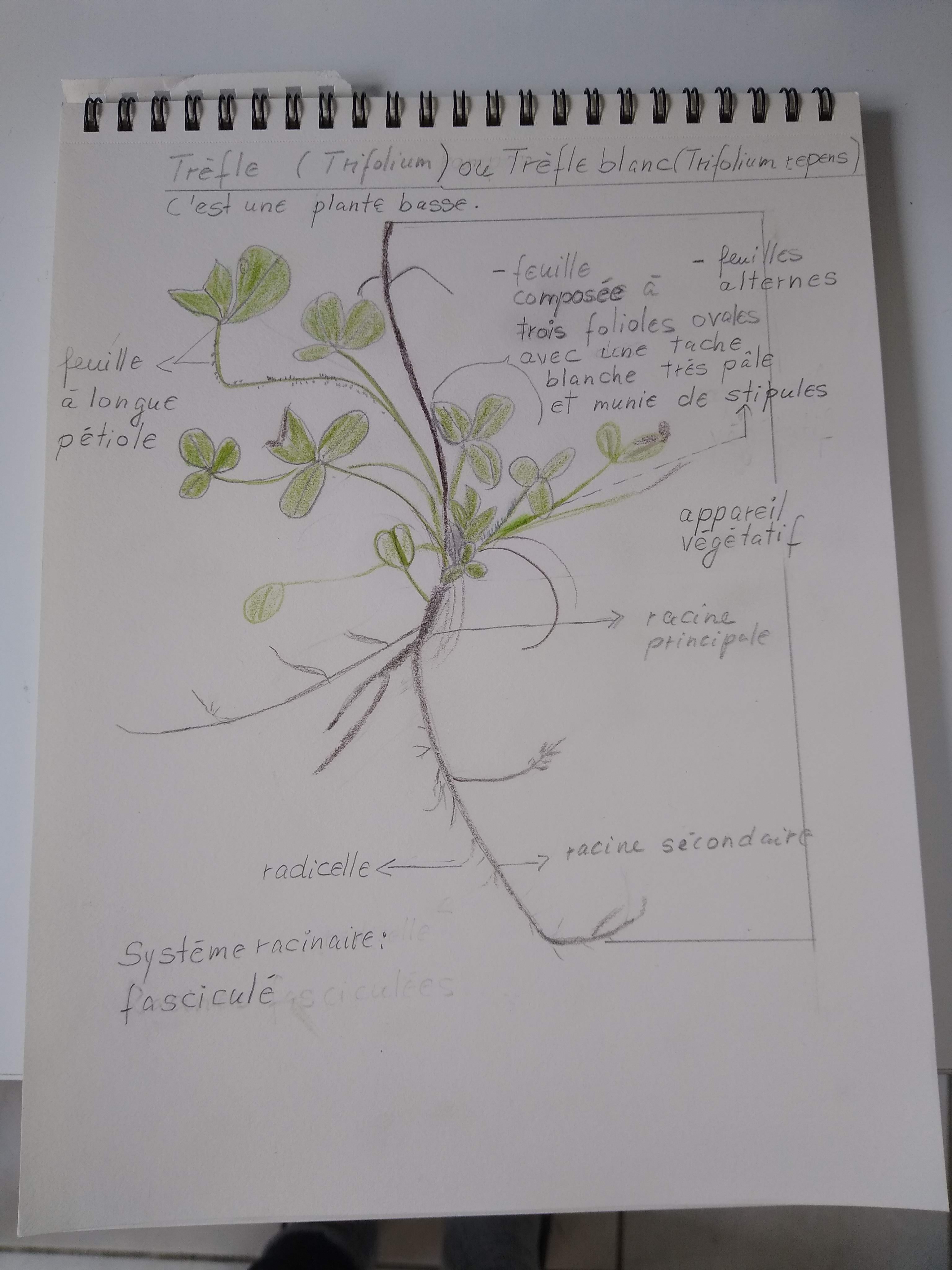 Dessin d'une plante de Trèfle