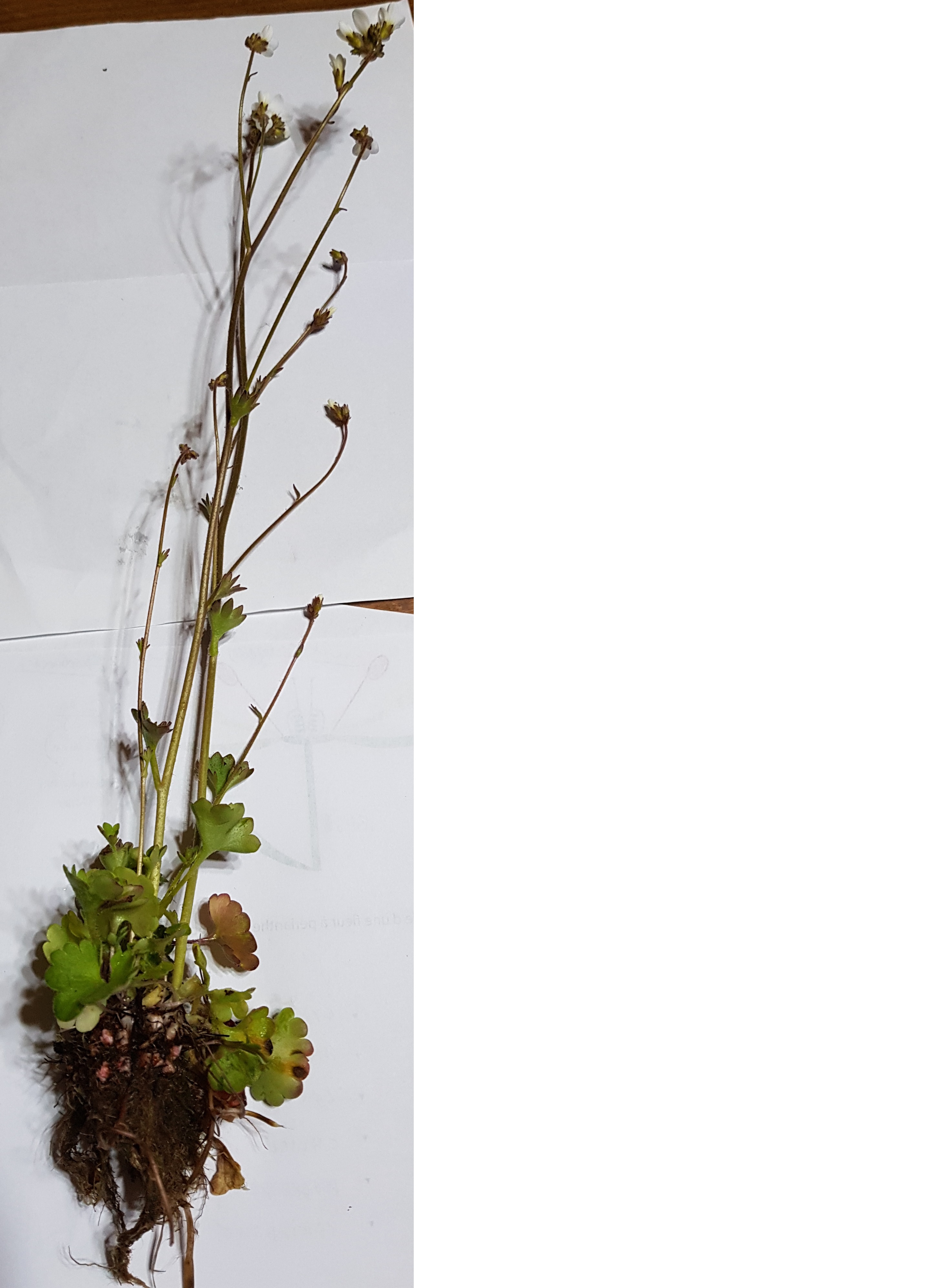 Saxifrage granulé plante entière