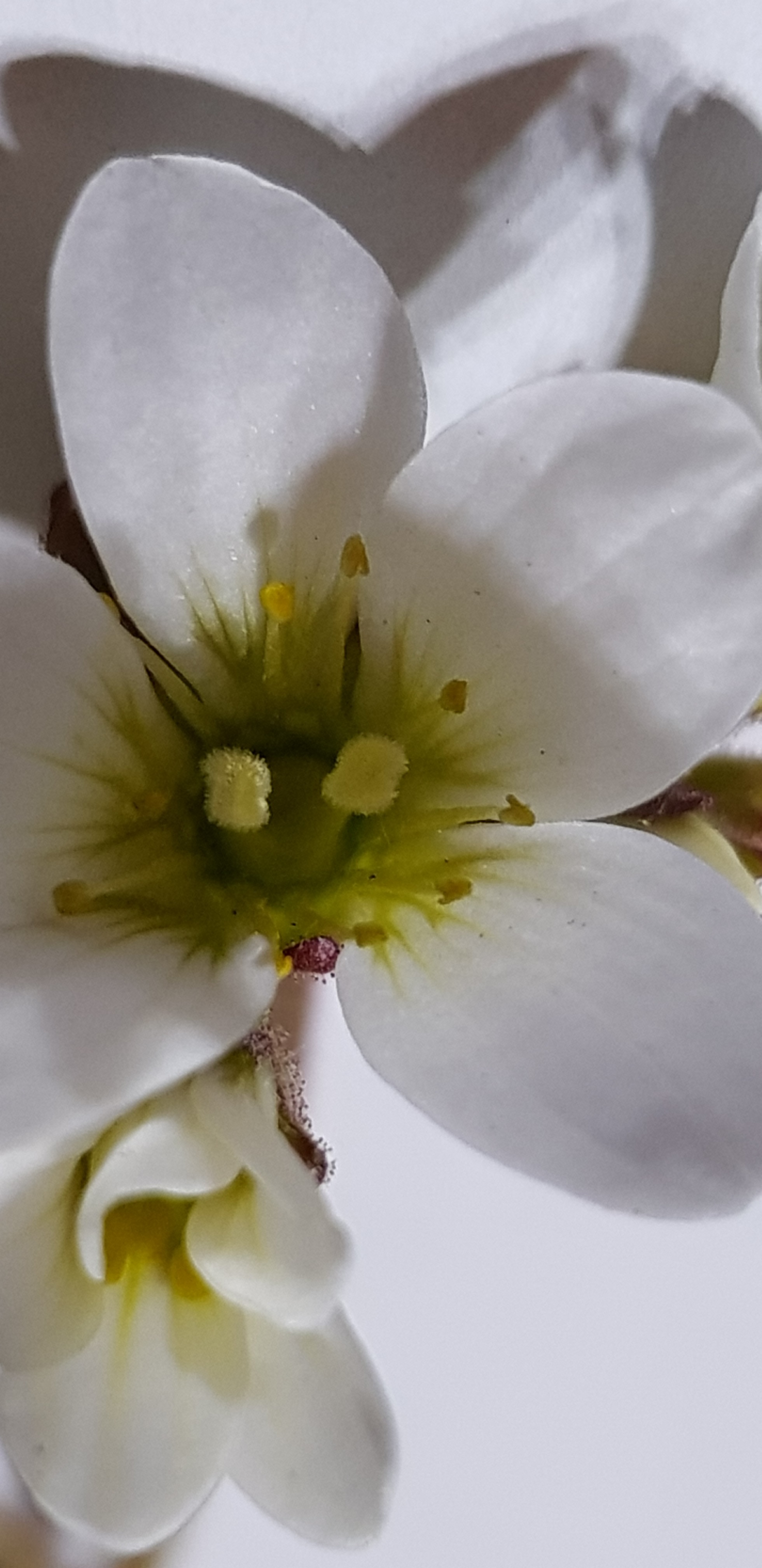 Saxifrage granulé plante entière et fleur