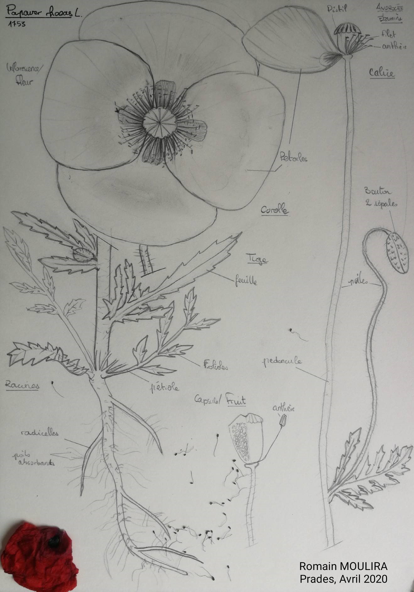 Croquis coquelicot