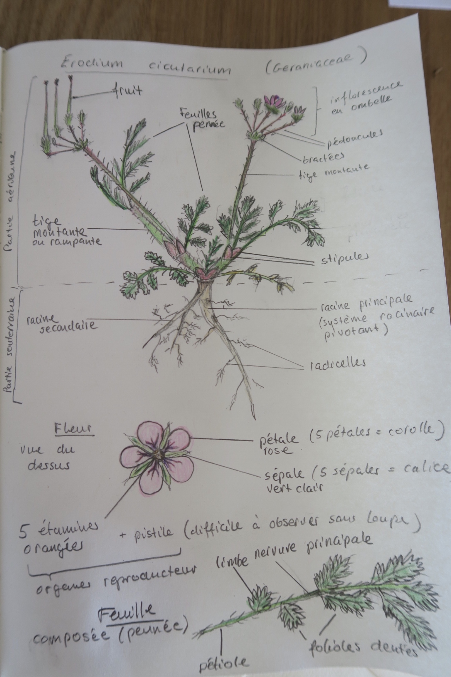 Dessin de Erodium cicutarium