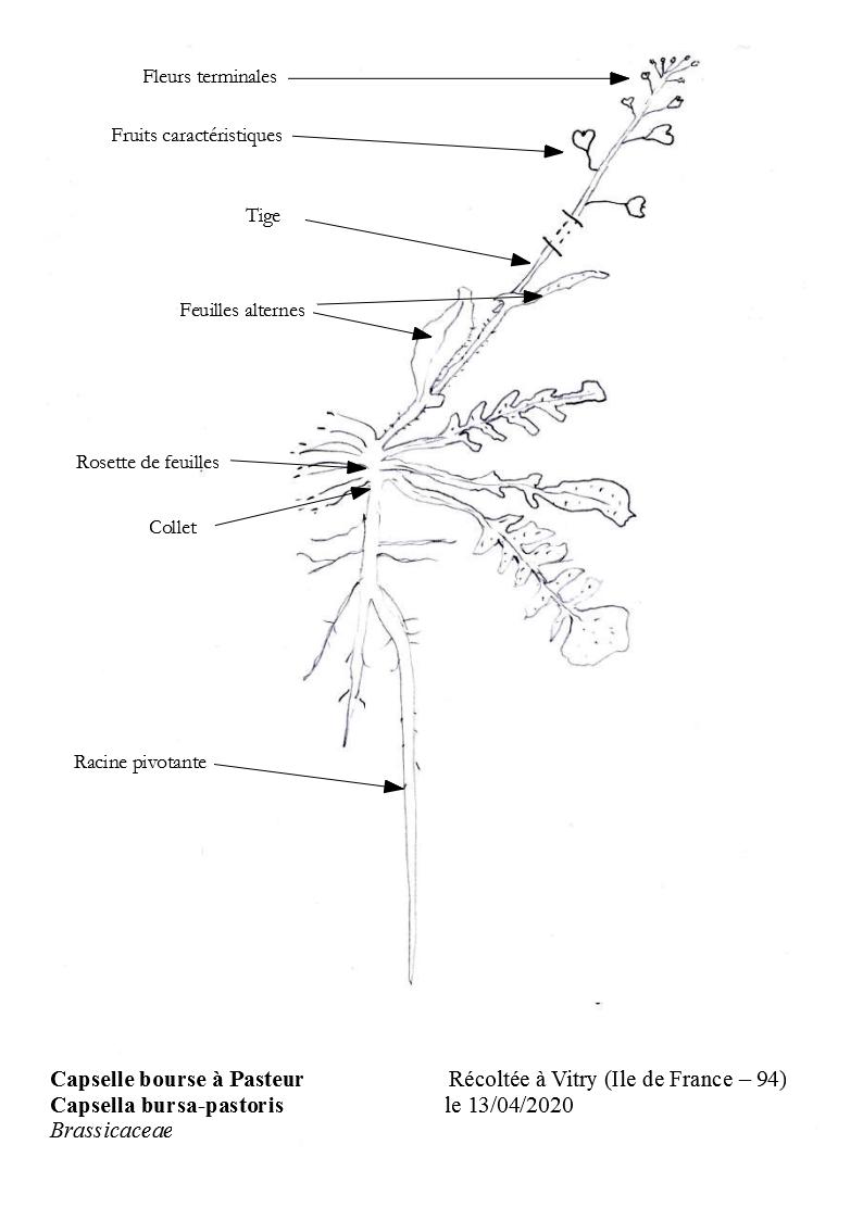 Capselle Bourse à Pasteur