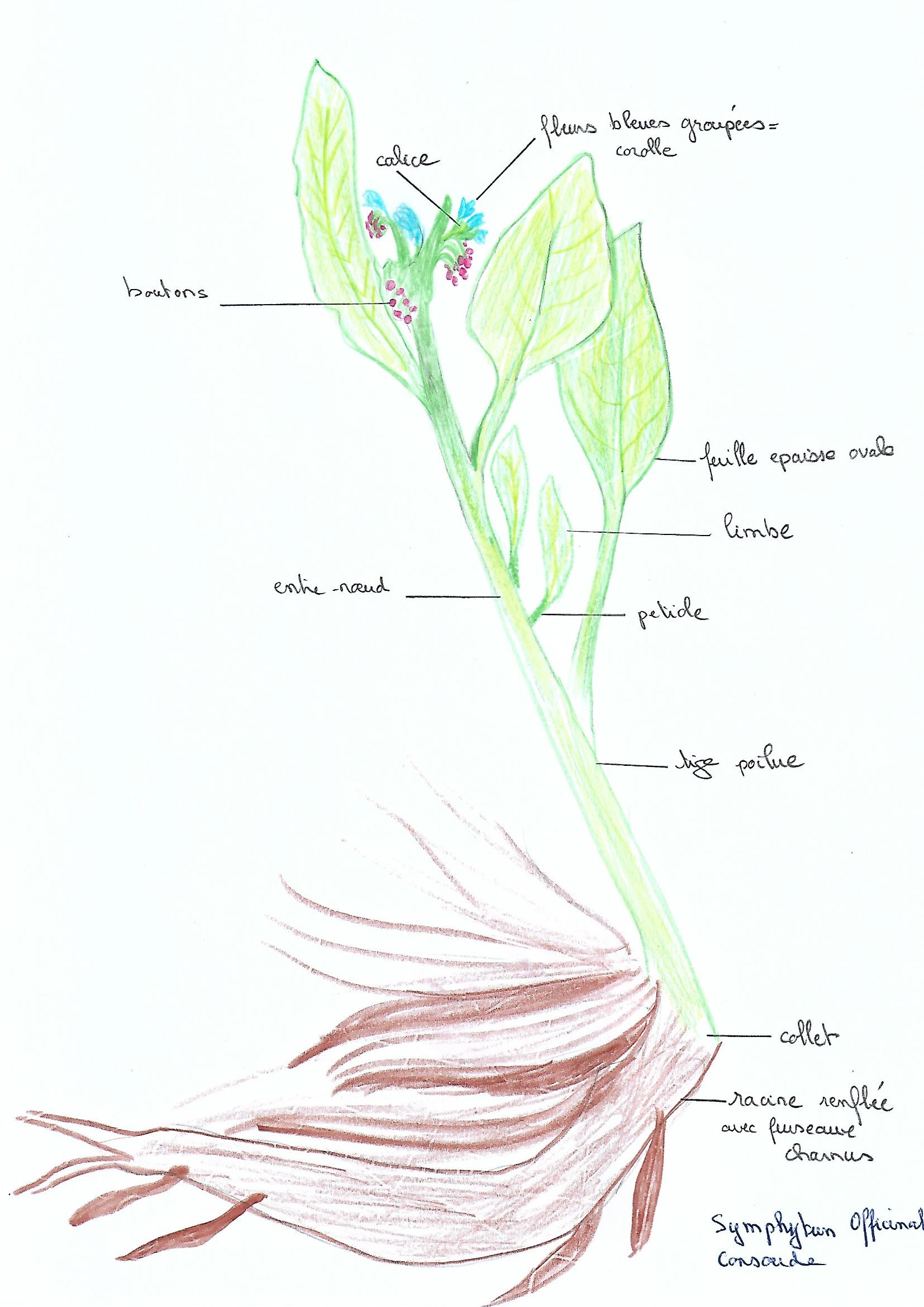 dessin de la consoude officinale