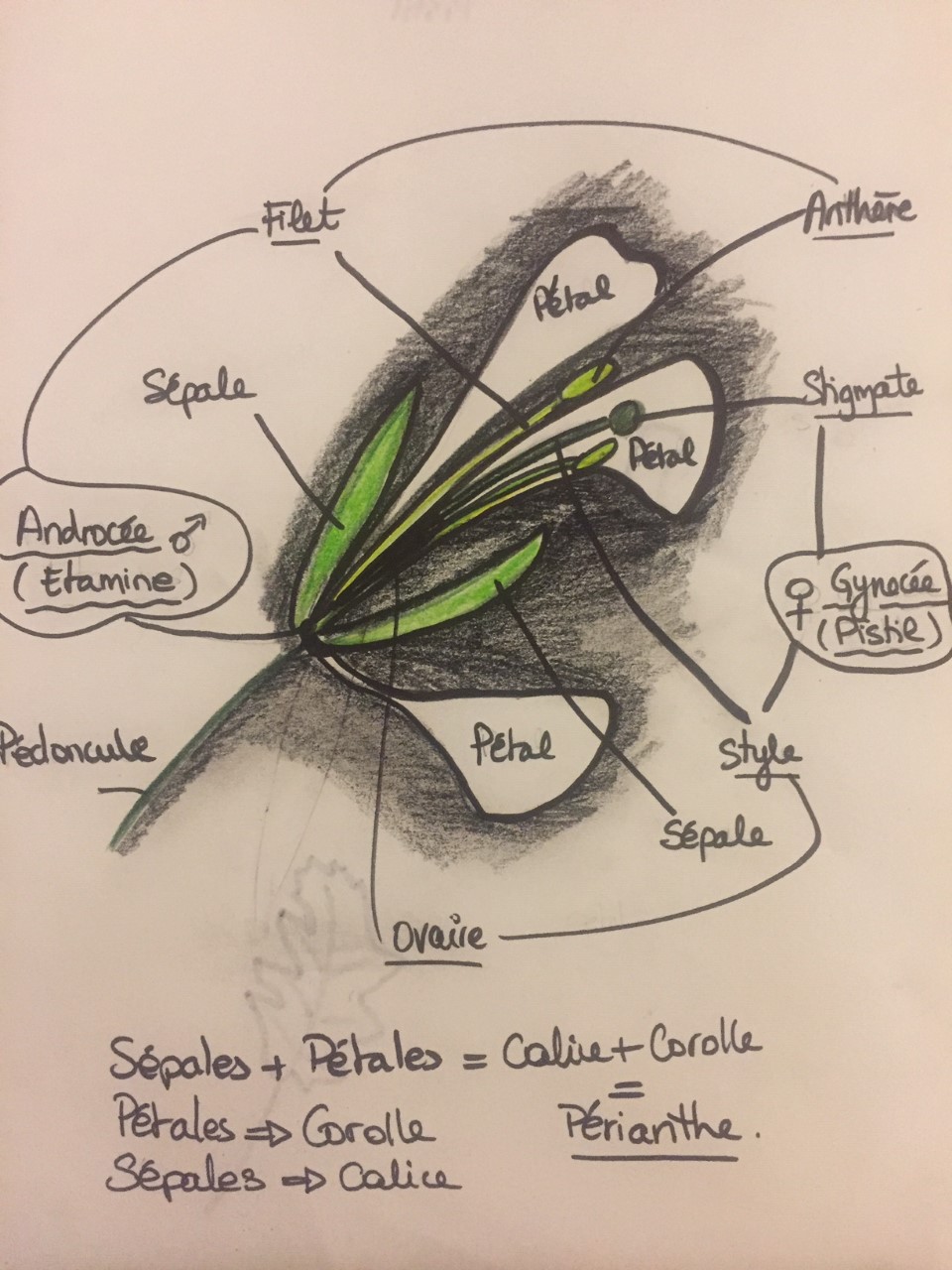 Détail fleur - dessin