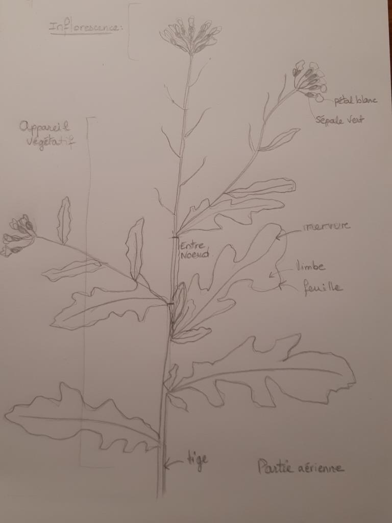 Plante dessin partie aérienne