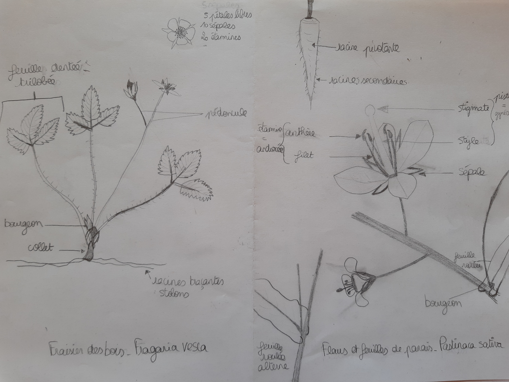 schéma d'un fraisier et d'un panais