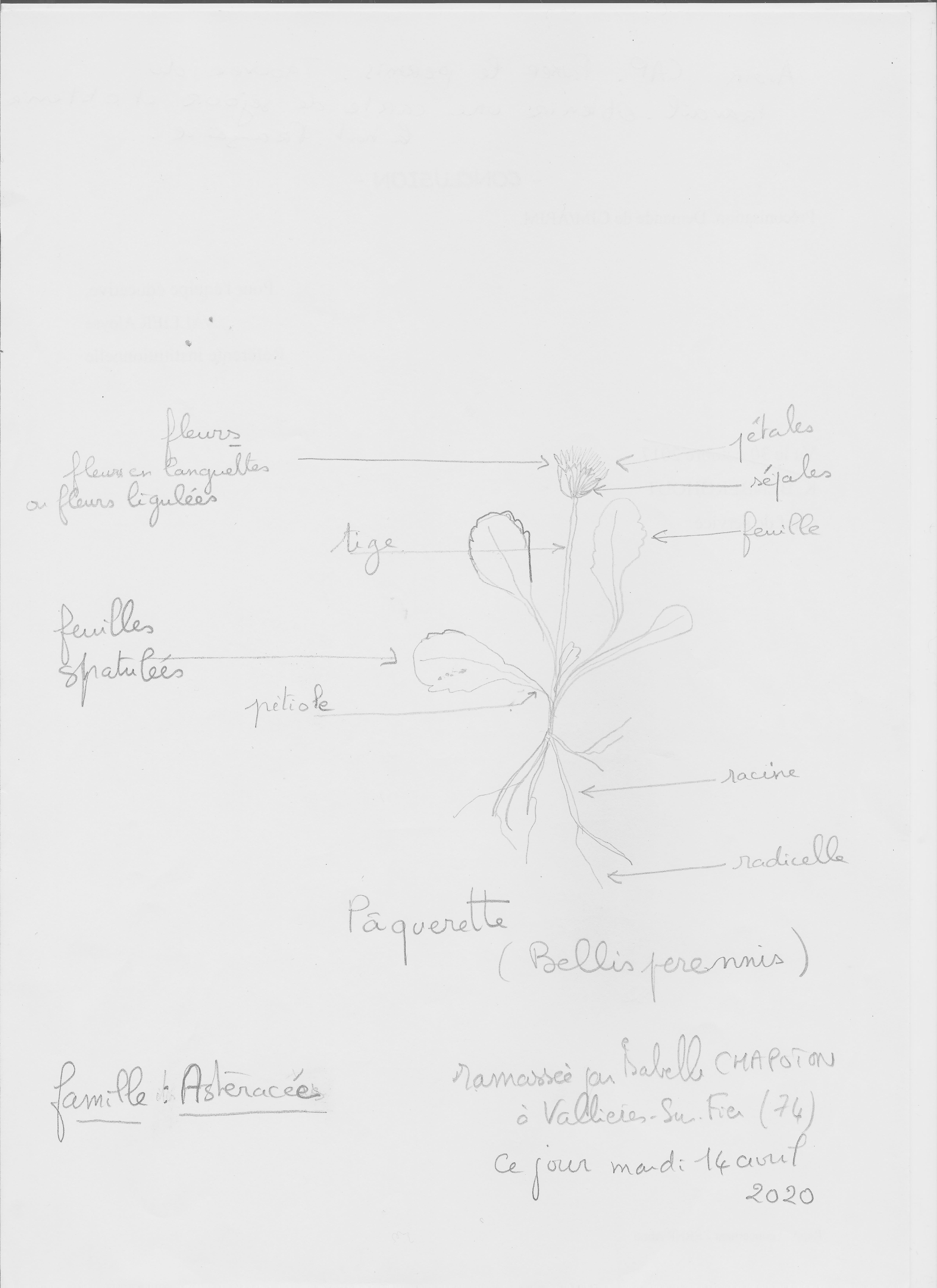 dessin d'une petite pâquerette... comestible