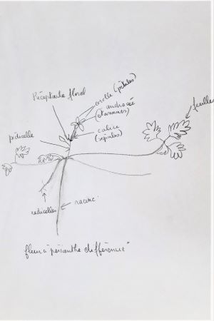 petite fleur mauve de mon jardin