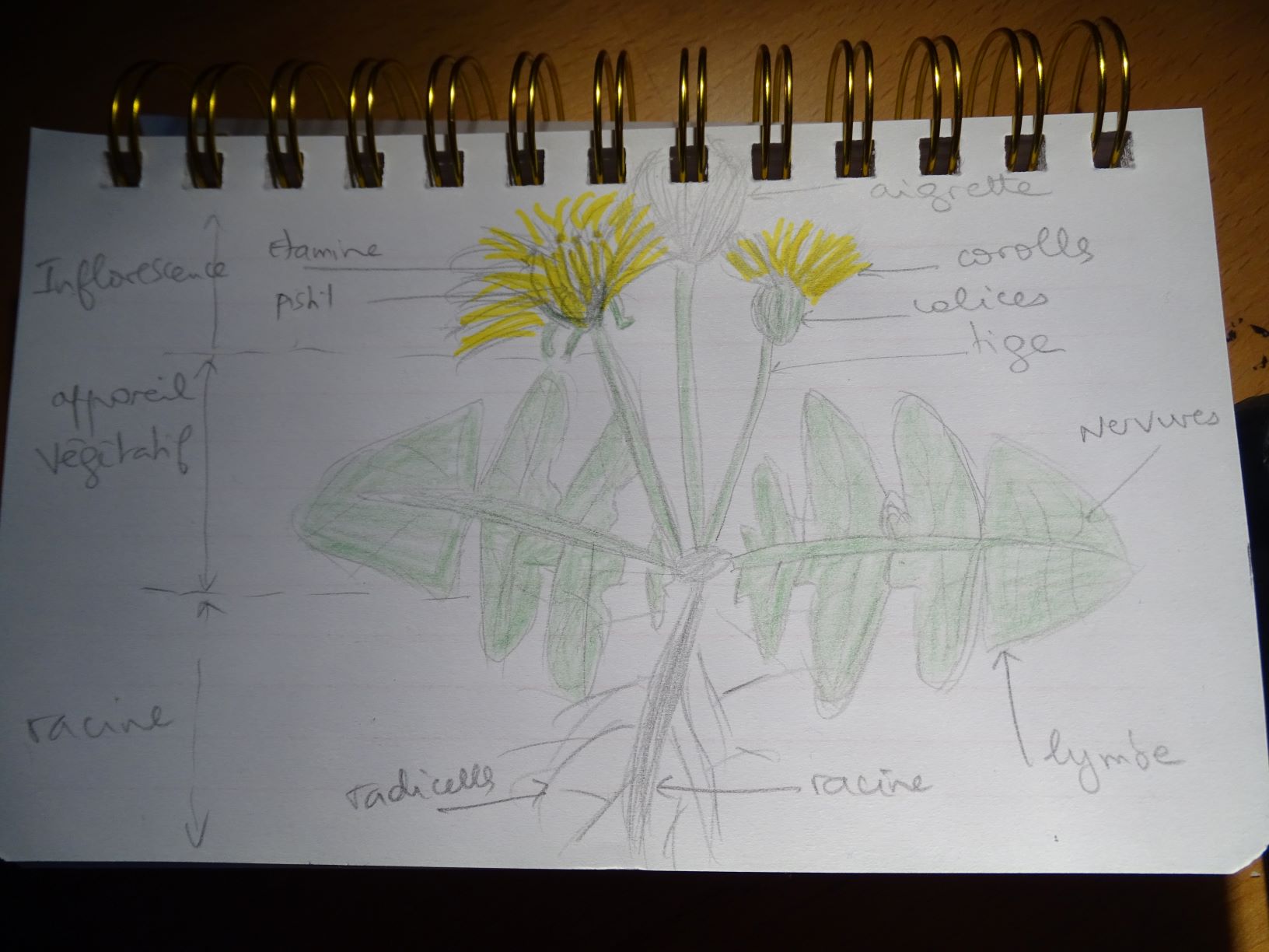 Dessin Parties Pissenlit