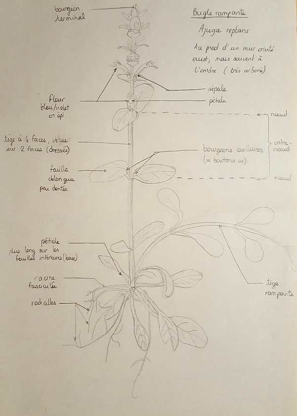 dessin de Bugle rampante