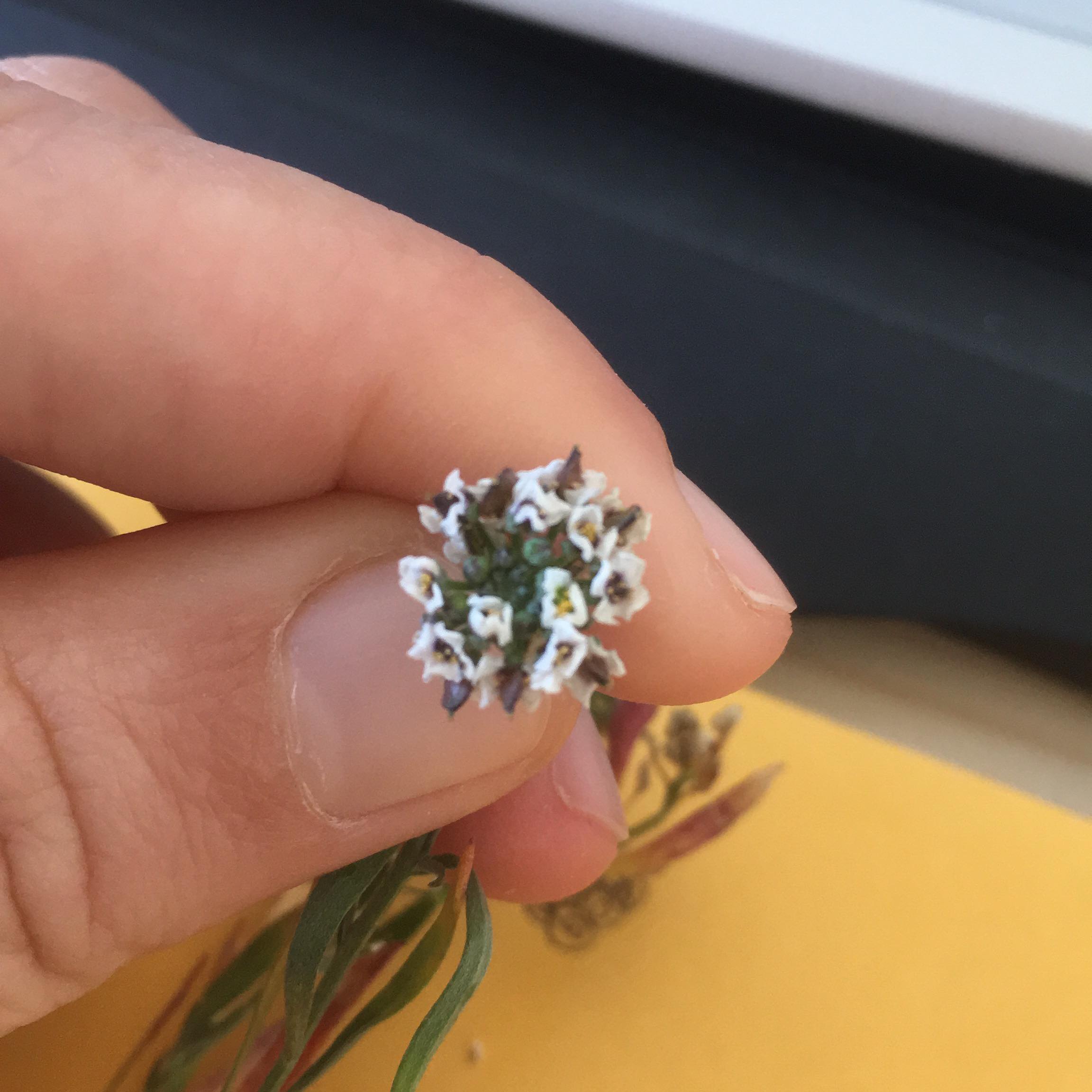 photo de fleur non identifiée