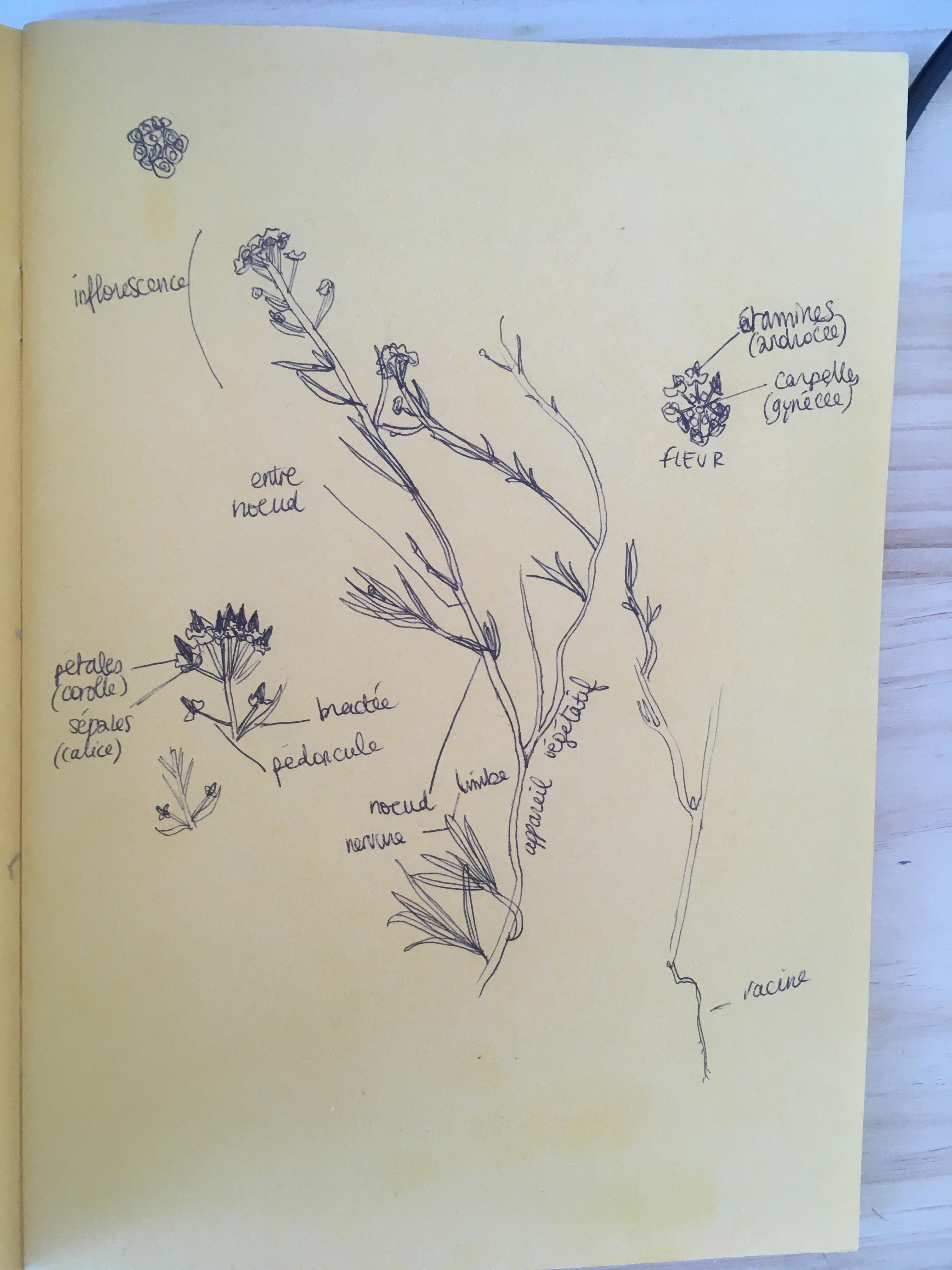 dessin de fleur non identifiée