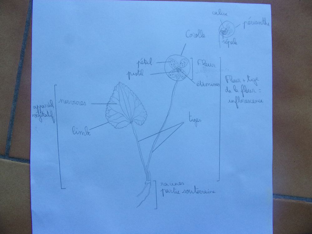 Dessin de fleur légendé