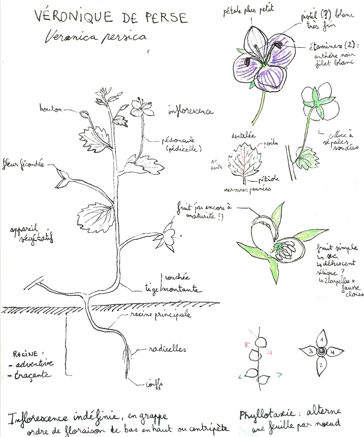 Illustration à l'encre de l'anatomie d'une fleur, une Véronique de Perse