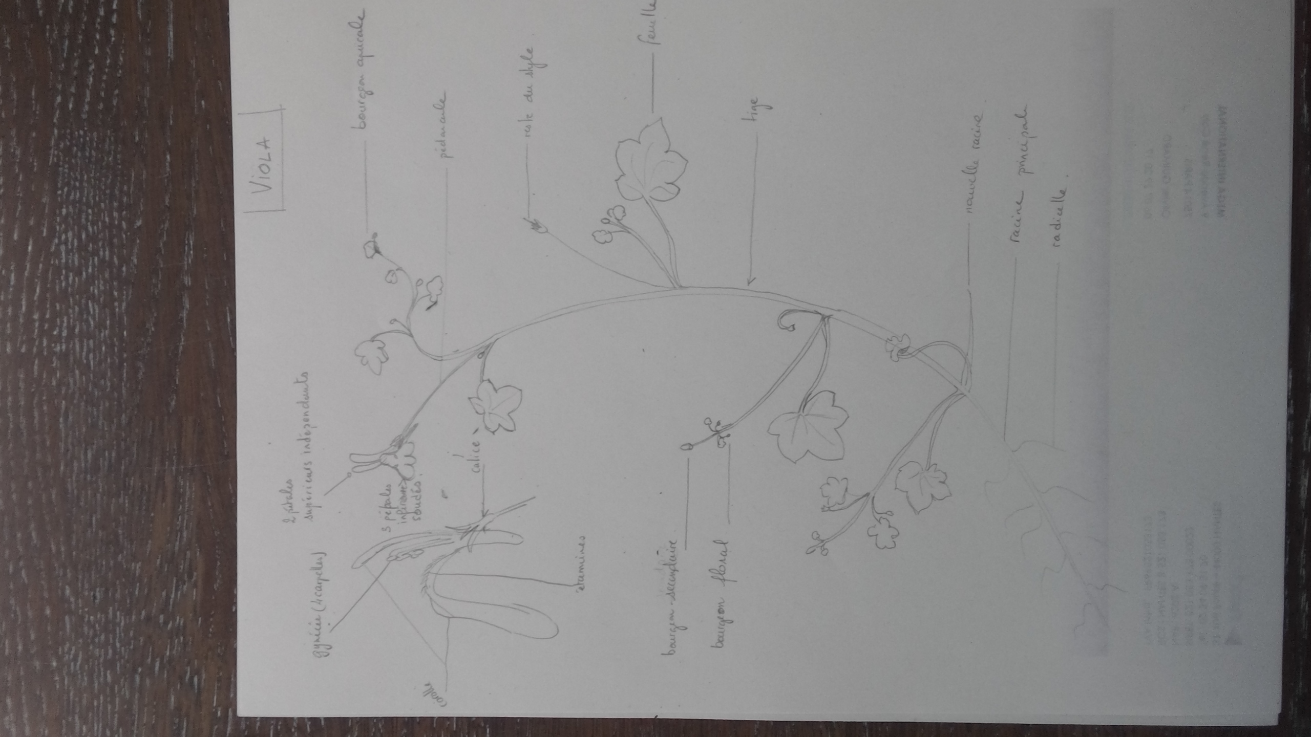 Dessin d'une Viola (probablement Hirta) trouvée dans un pot sur ma terrasse