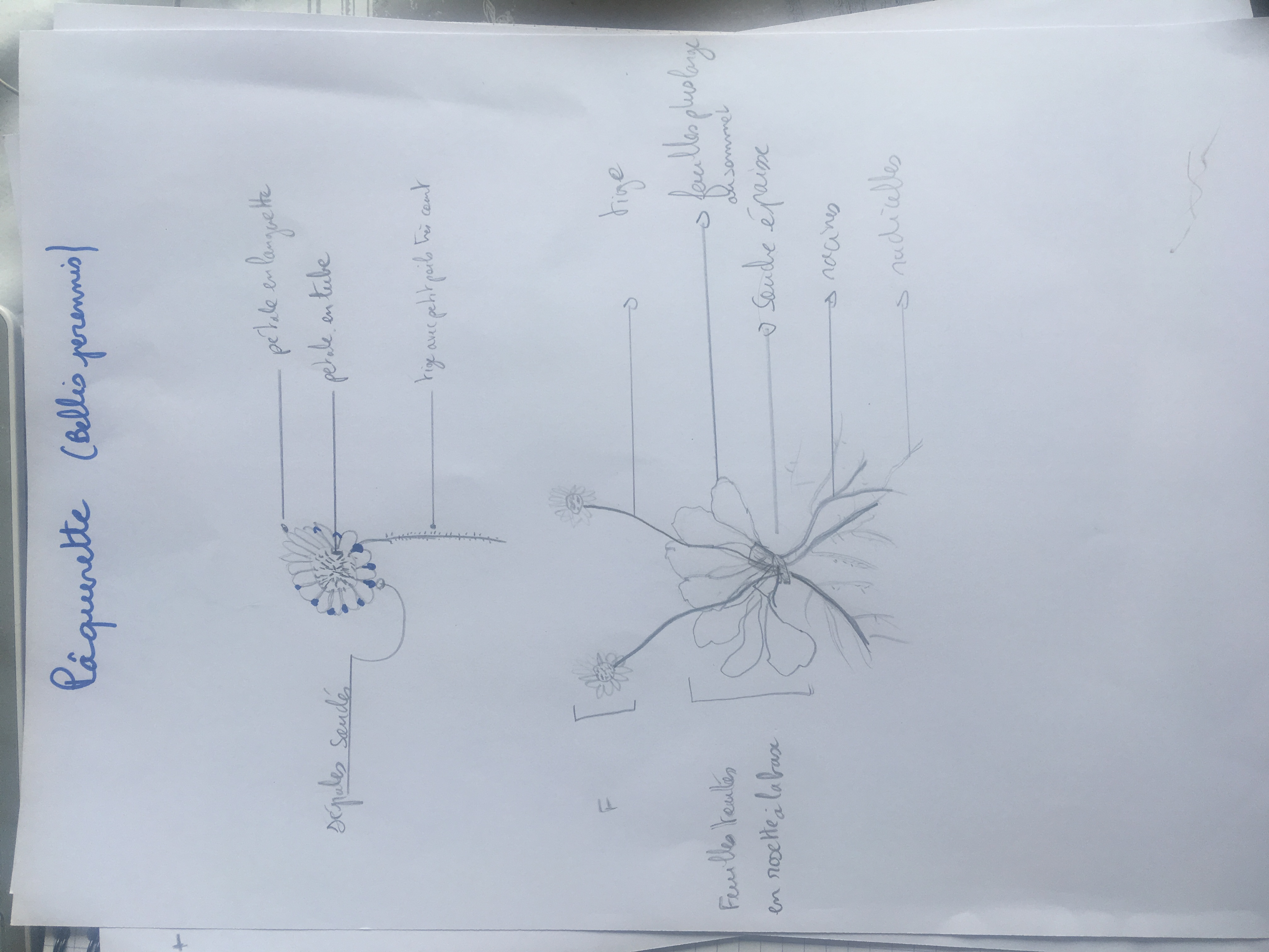 Dessin de paquerette