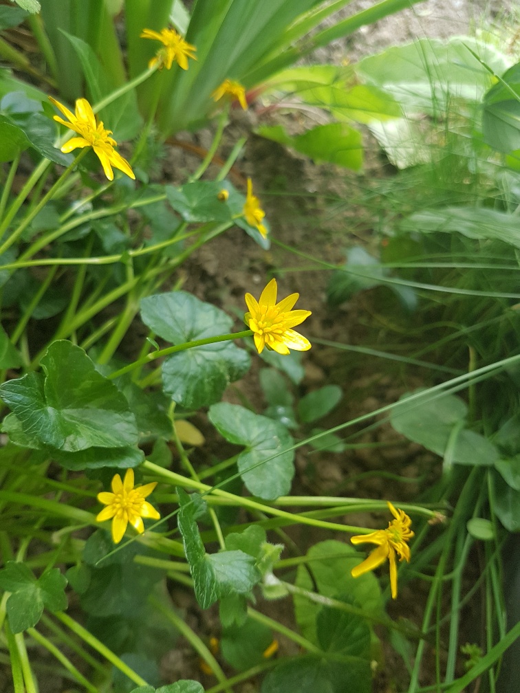 Dessin de ficaria verna .Parties aériennes et souterraines