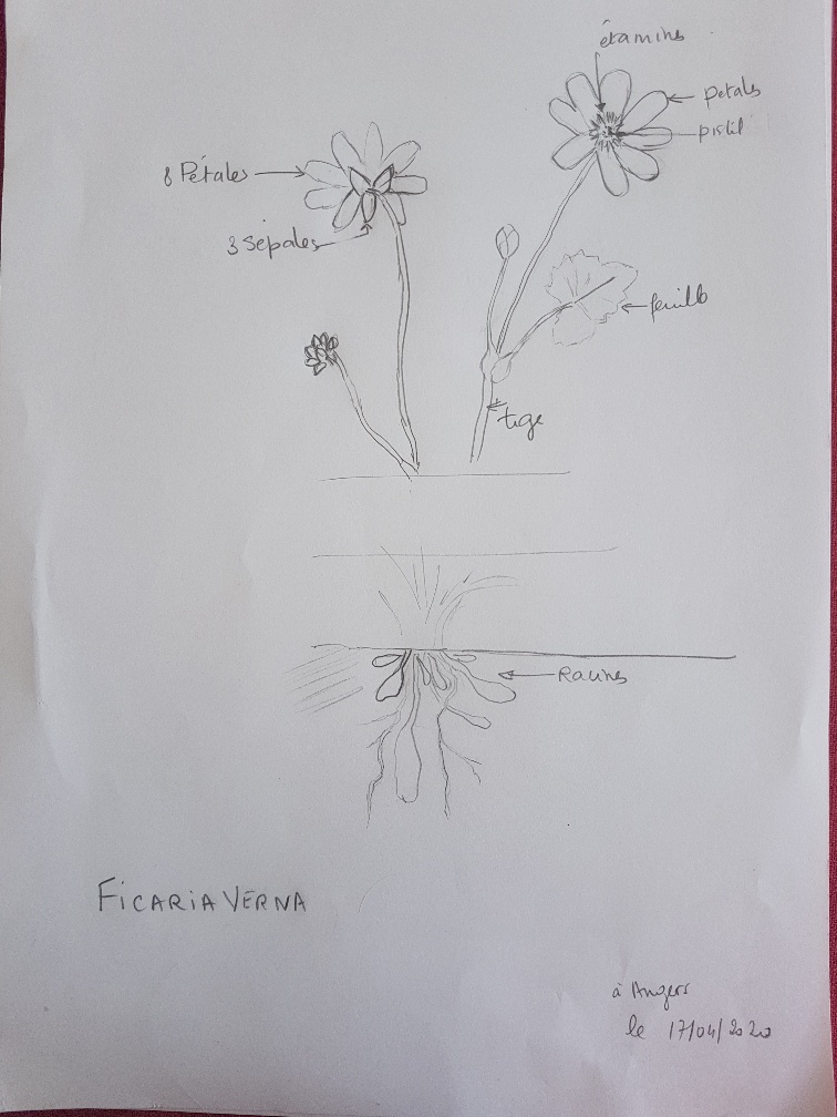 Dessin de ficaria verna .Parties aériennes et souterraines