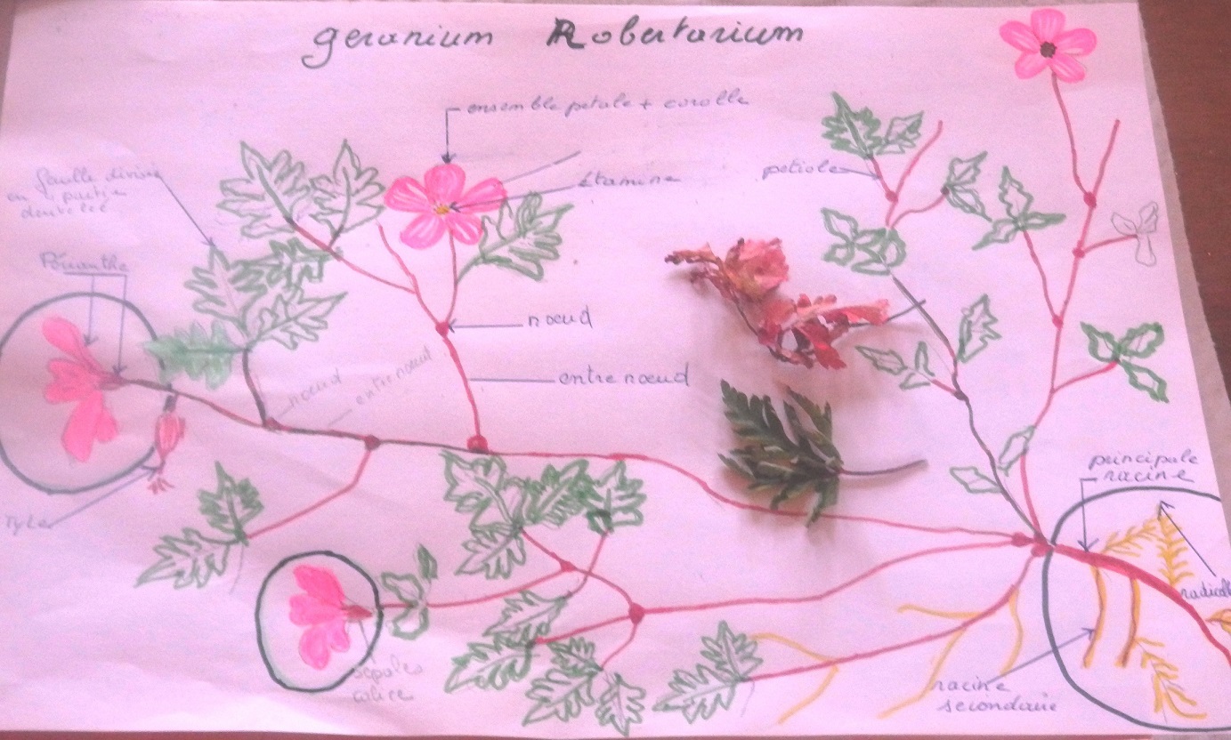 GERANIUM ROBERTARIUM