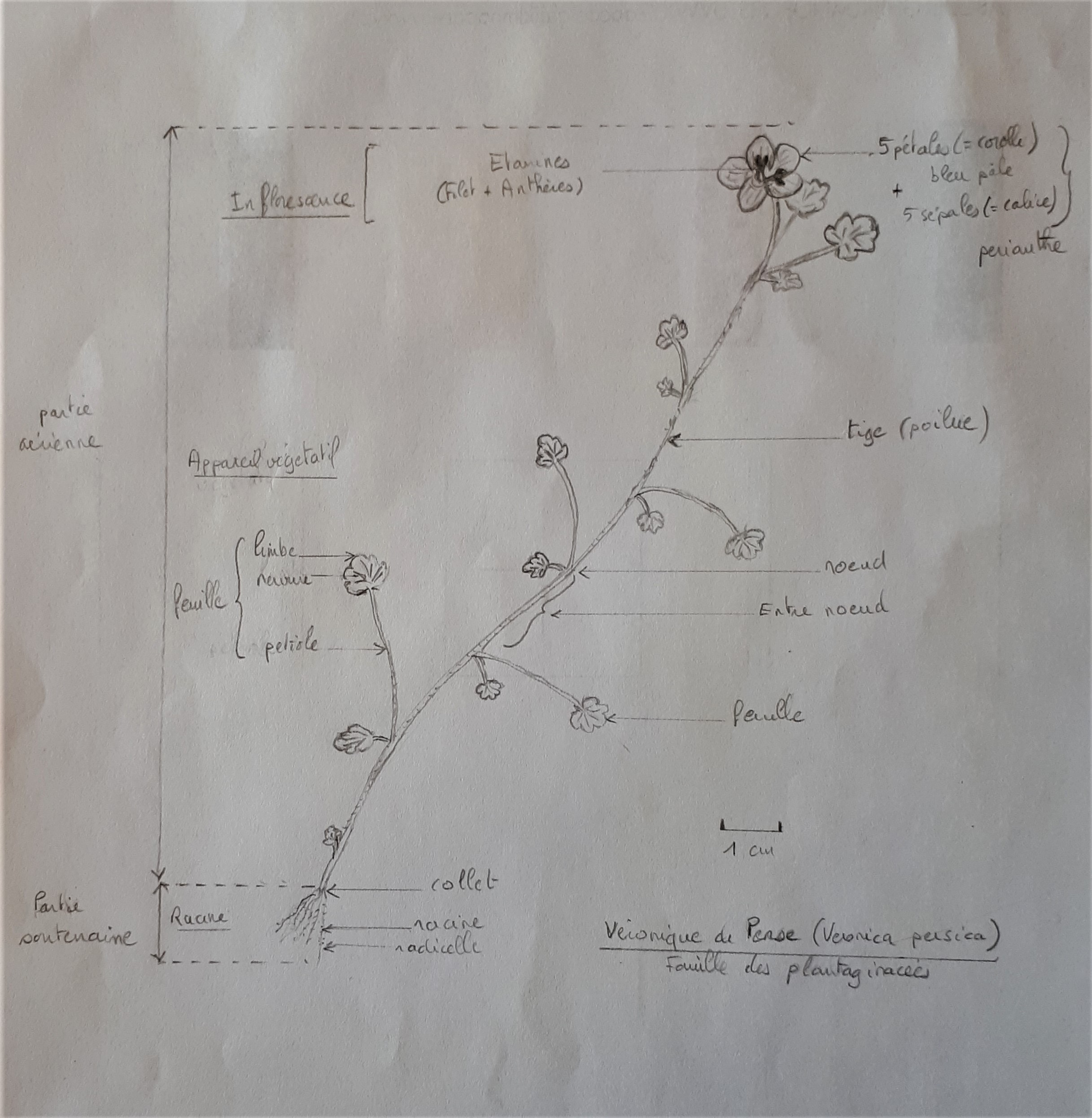 Shéma d'une véronique de Perse
