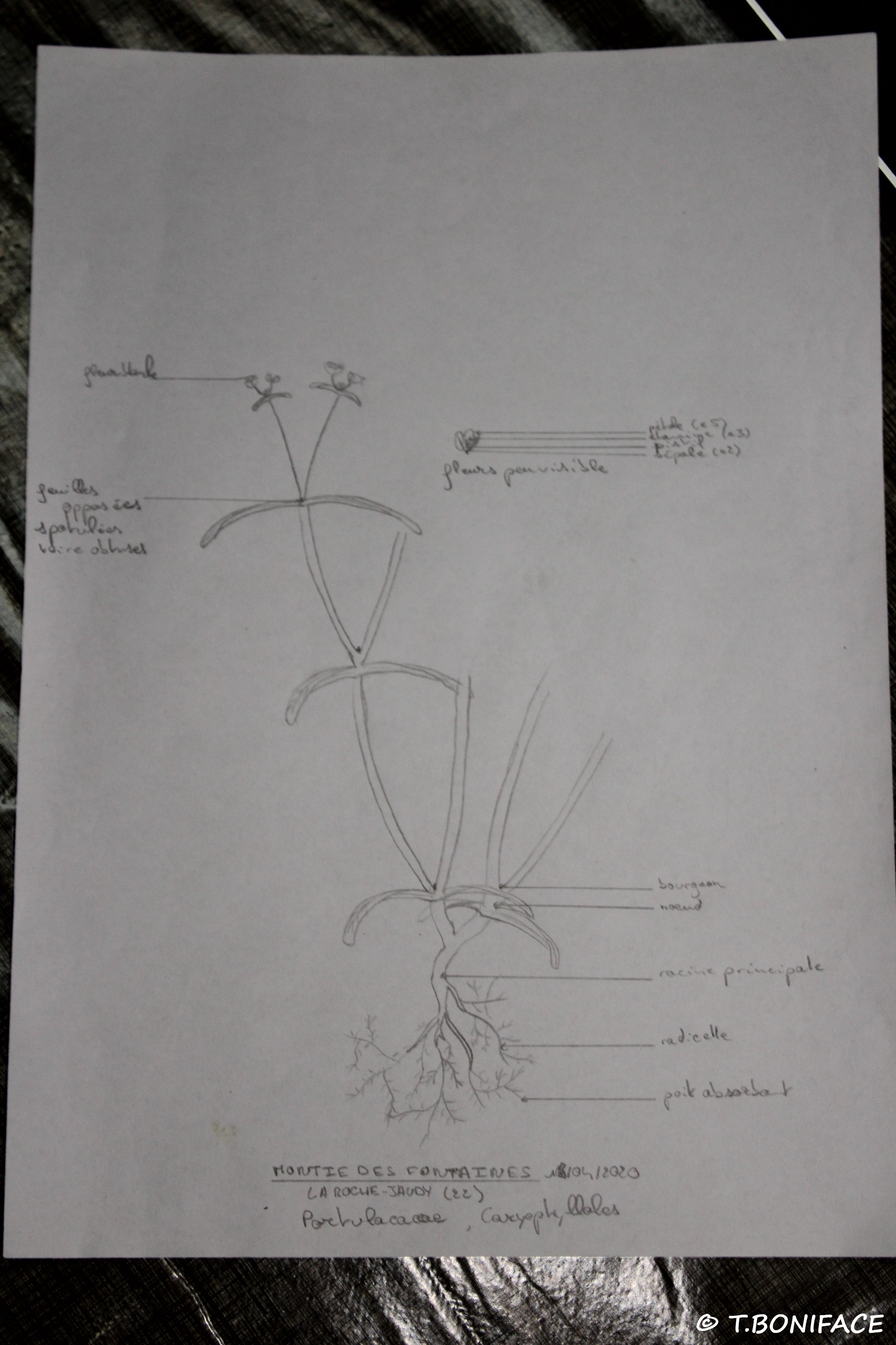 Schèma légendé de Montie des fontaines