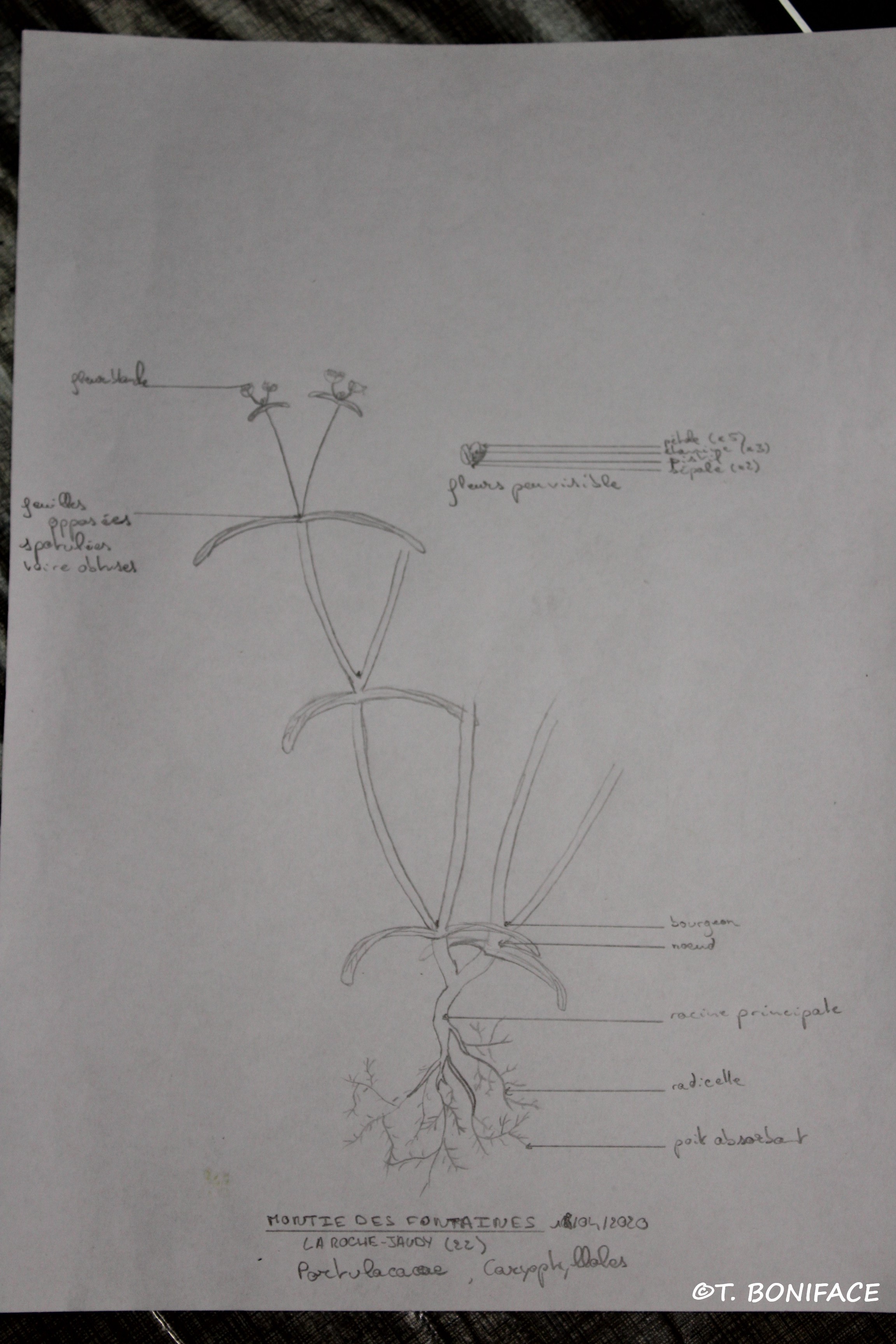 Schèma légendé de Montie des fontaines