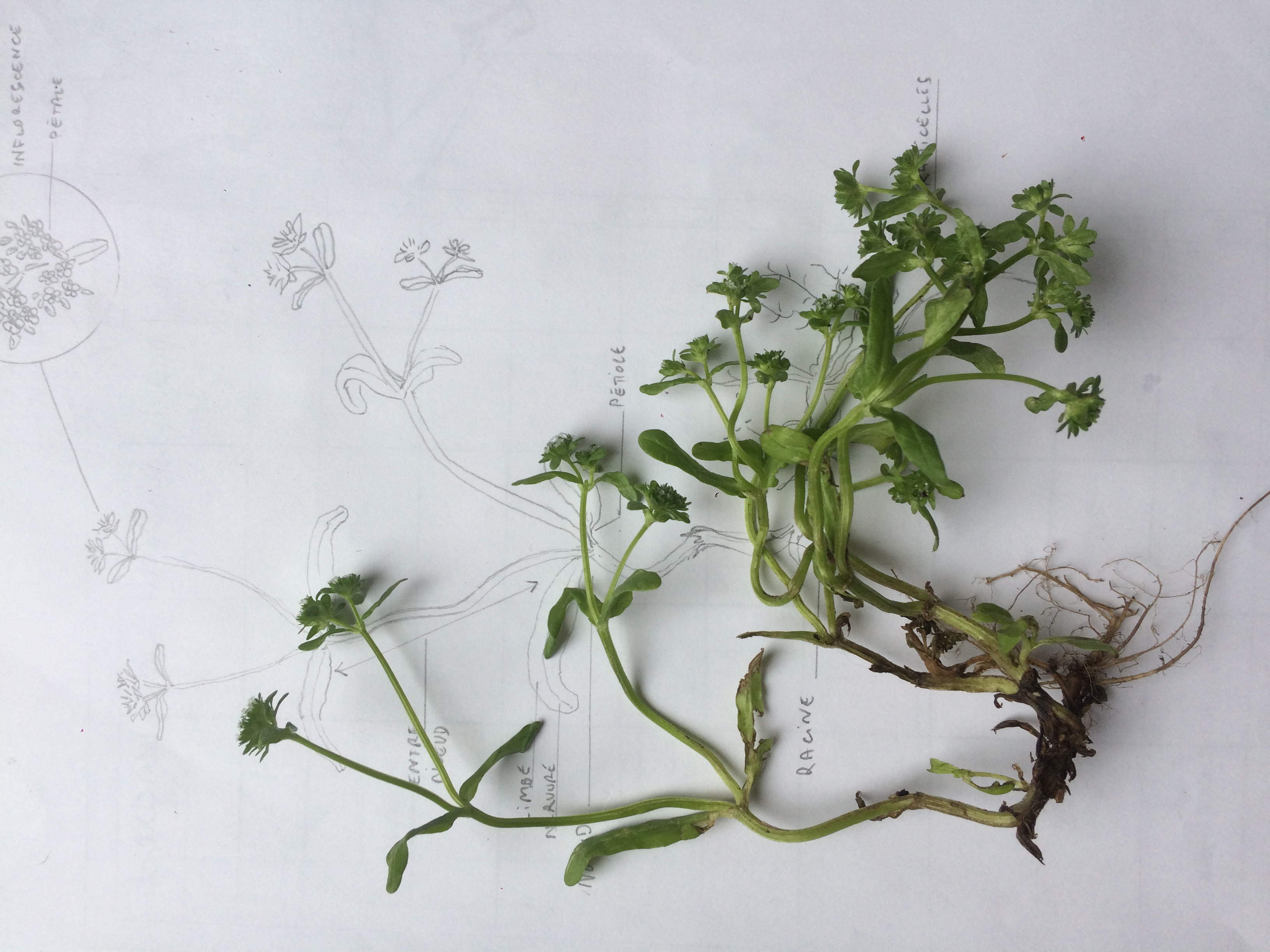 Plante et son schéma