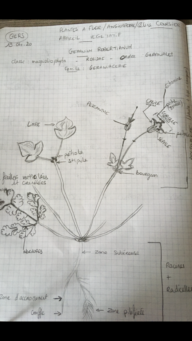 Dessine La plante à Robert