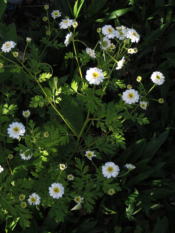 Matricaria recutita vue de haut