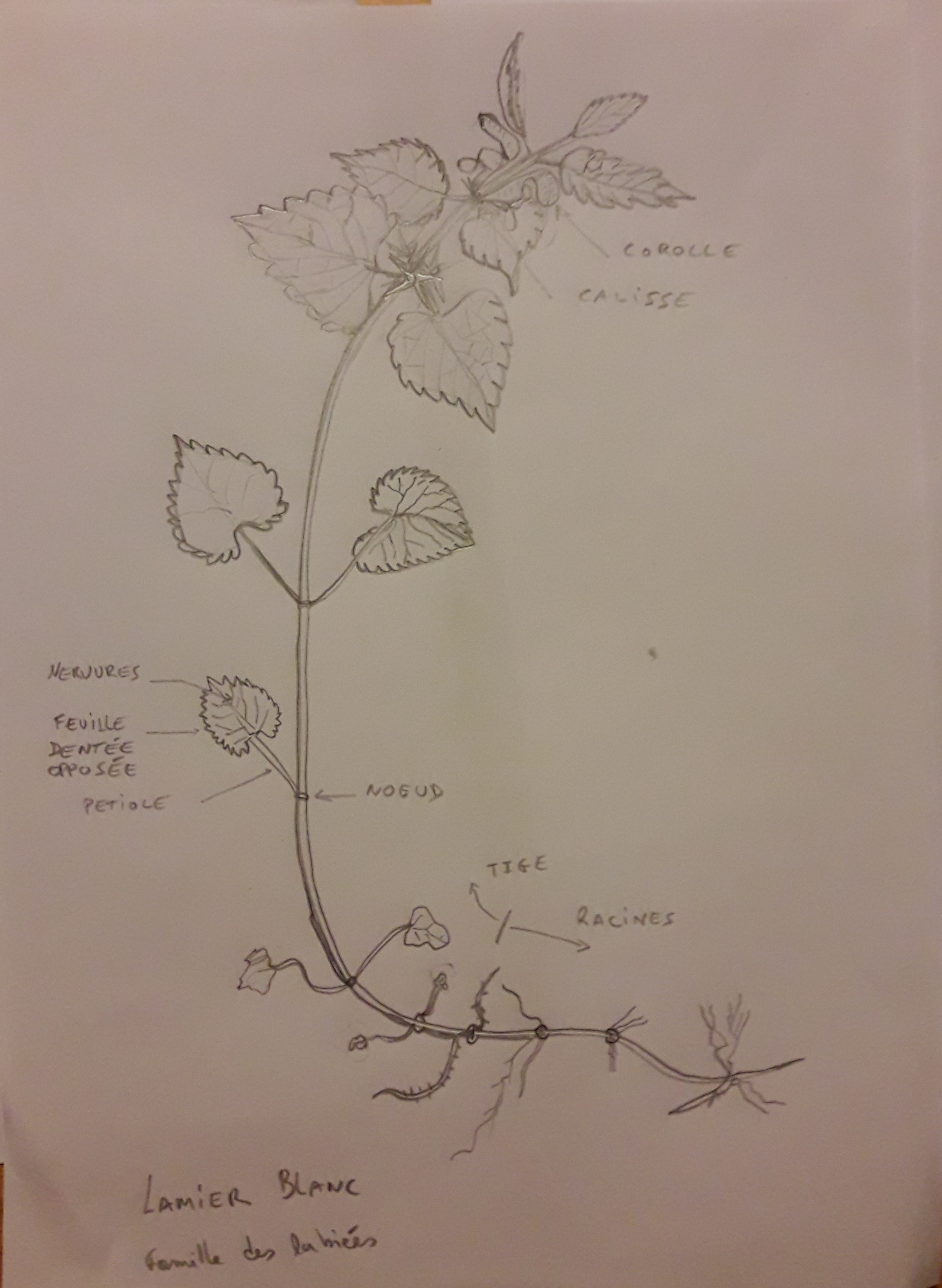 Schéma Lamier blanc