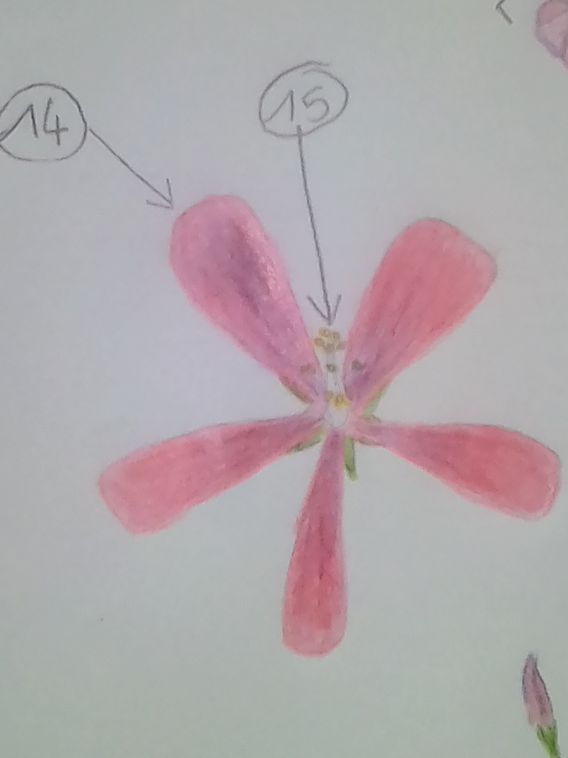 feuille vue de dessous