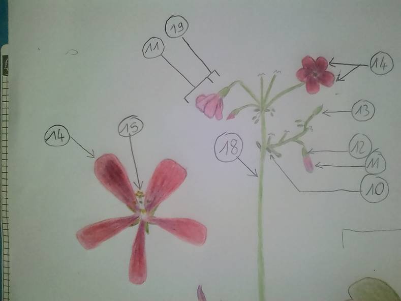 feuille vue de dessous