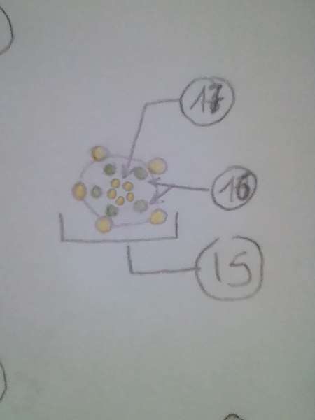 feuille vue de dessous