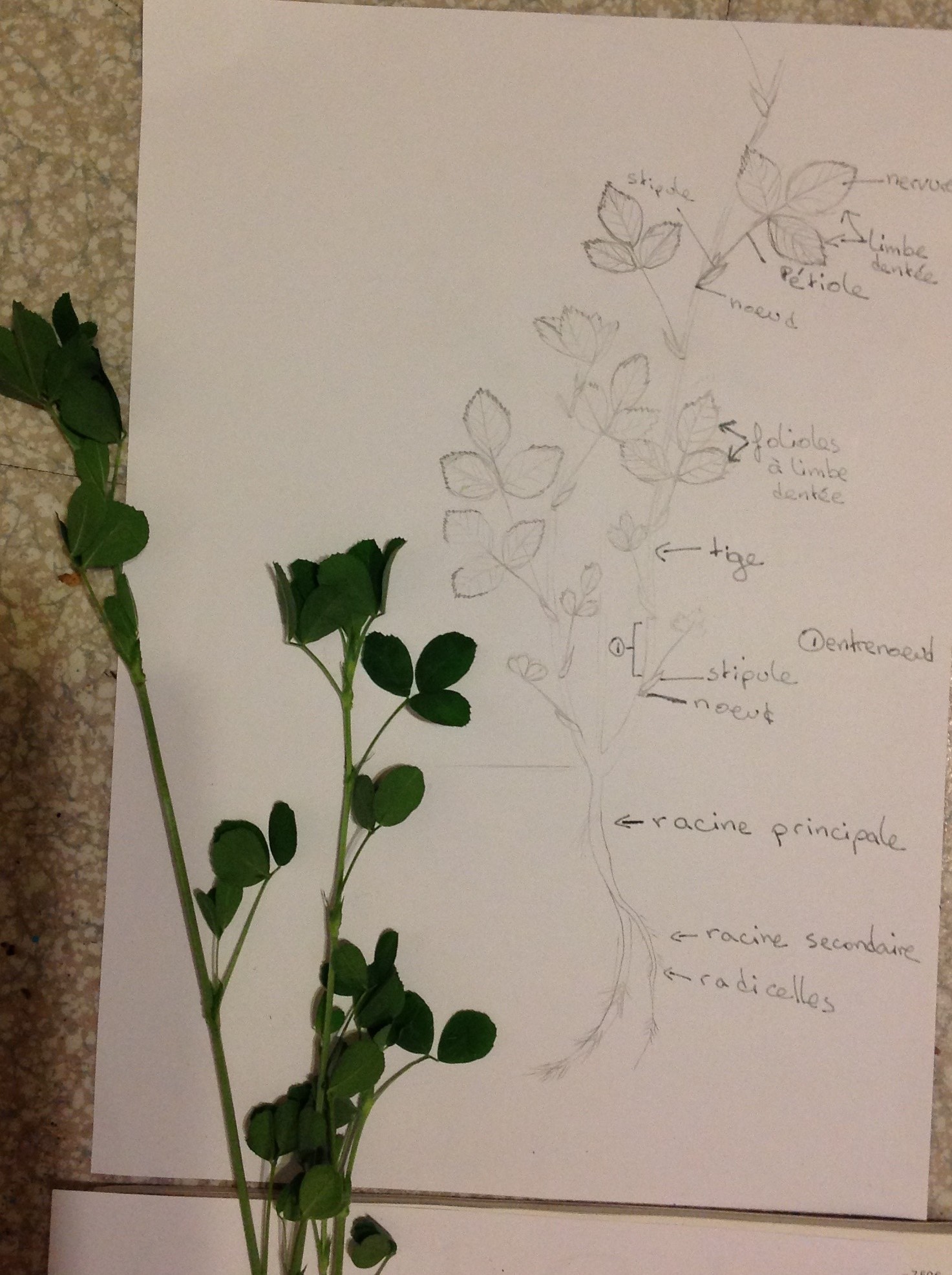 dessin d'une plante de balcon