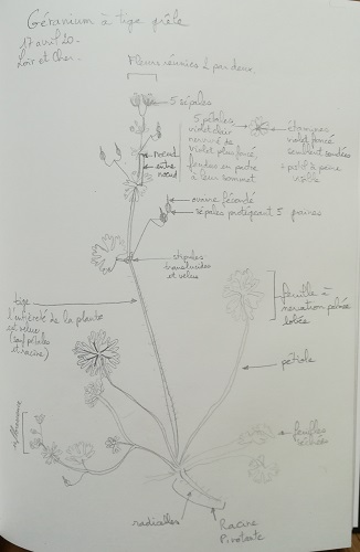 Géranium à tige grêle