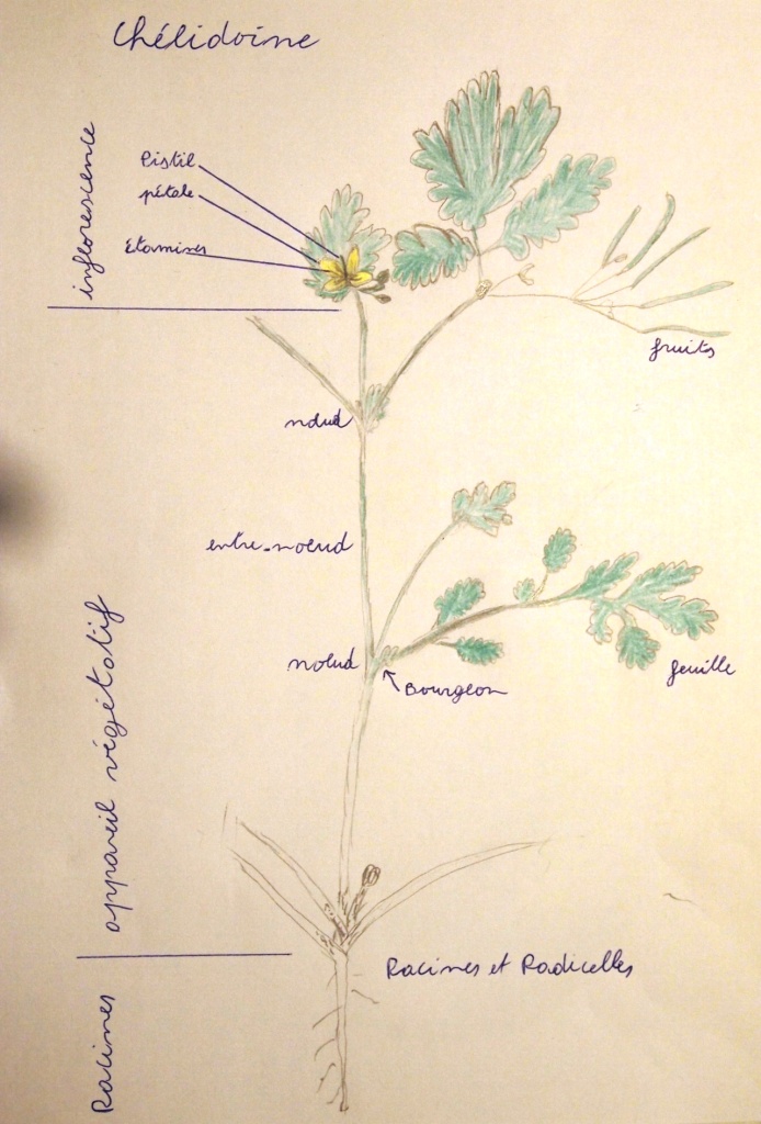 plante à fleure jaune 4 pétales