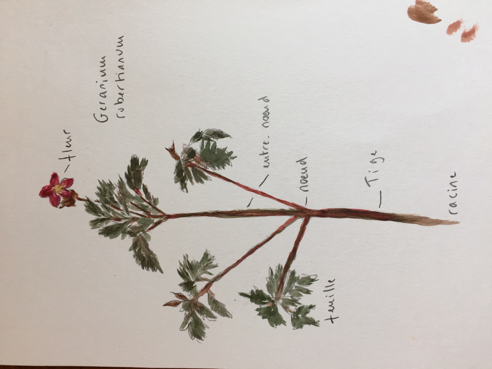 Géranium Herbe à Robert avec un peu d'aquarelle pour le plaisir