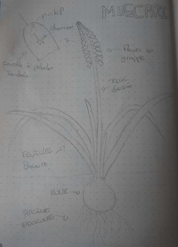 muscari dessin