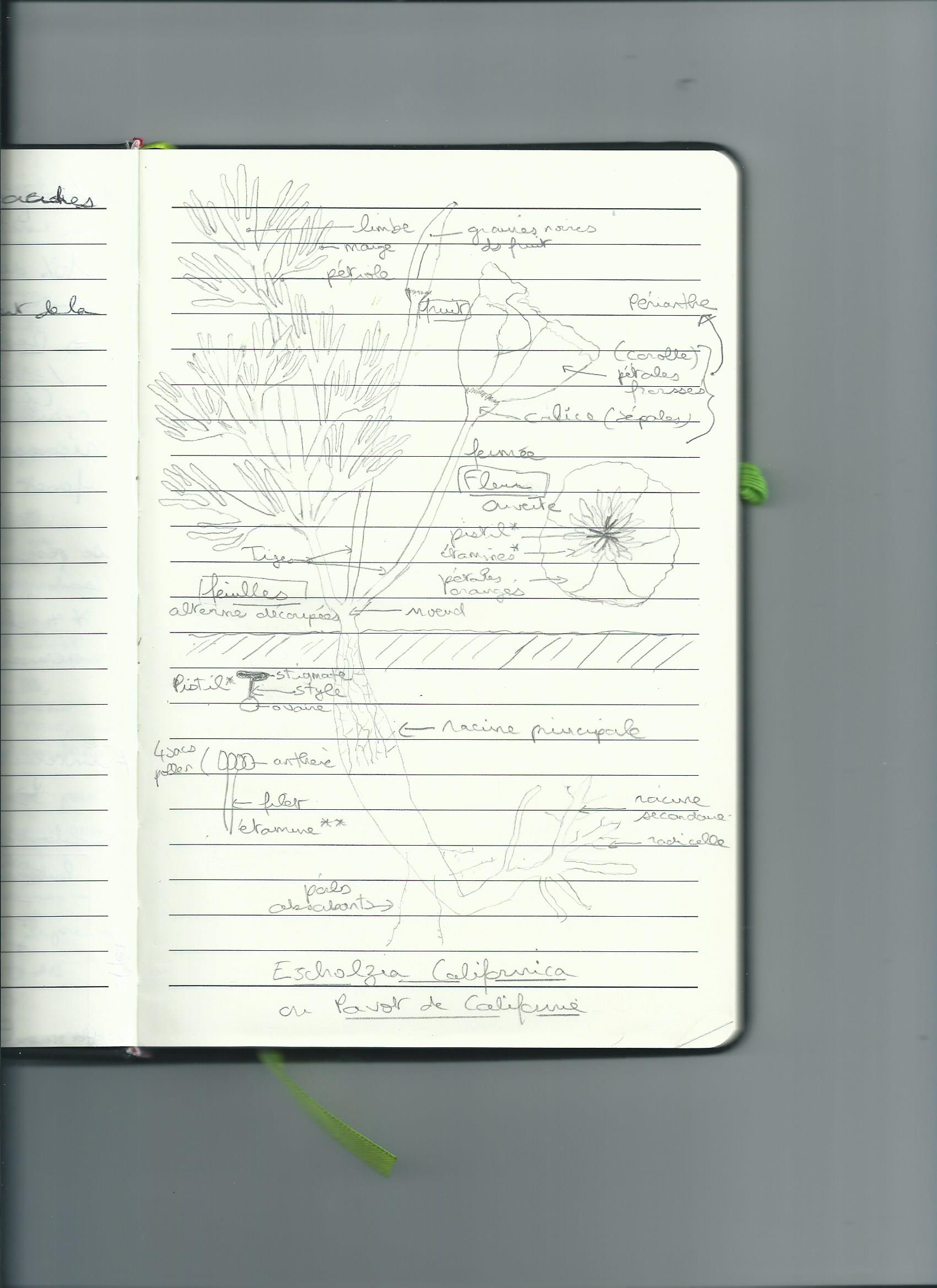 Escholzia Californica