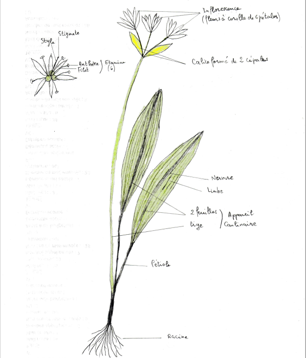 Dessin d'un ail des bois ( Allium Ursinum )