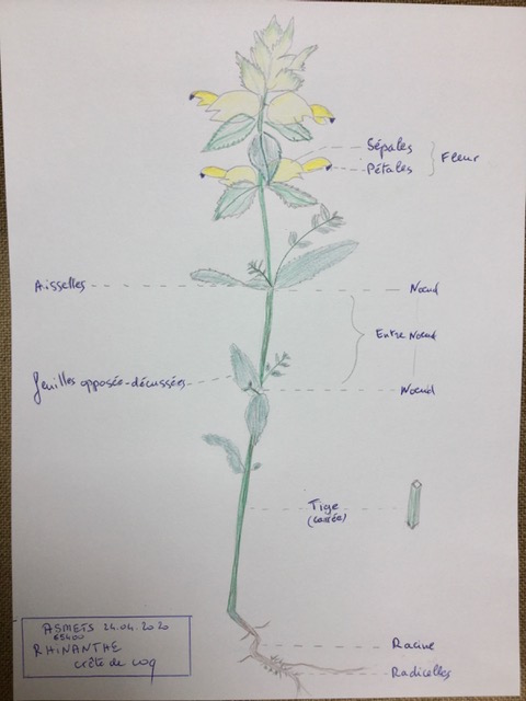 dans le pré, rhinanthe crête de coq