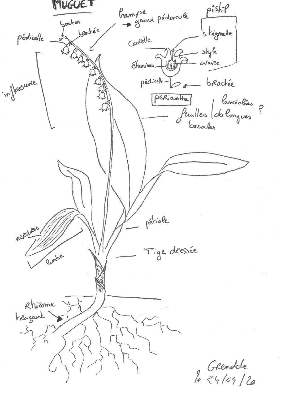 Dessin muguet légendé