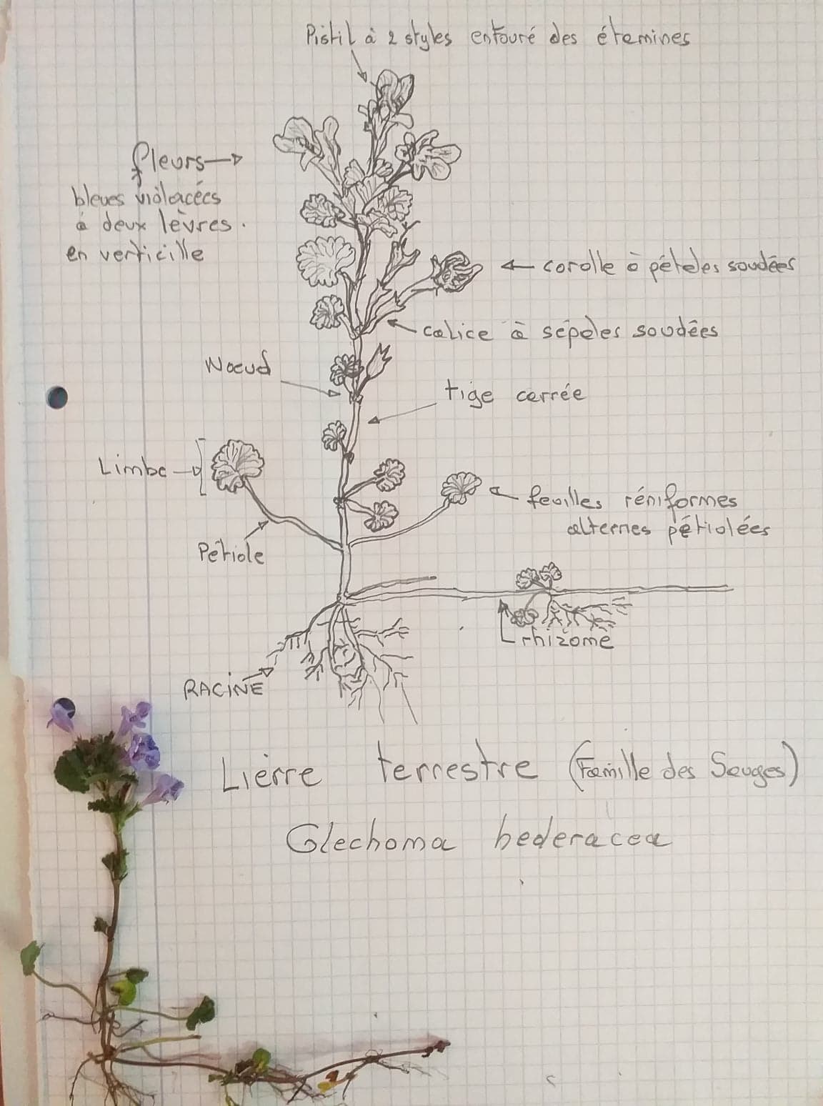 Dessin Lierre terrestre