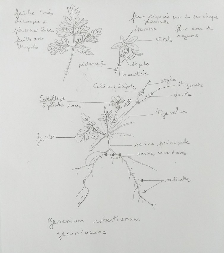 Ramassée dans mon jardin, le 26 avril, à la Ville-du-Bois (91), il est de petite taille et les feuilles sont rouges. Il poussait sur un muret de pierres.