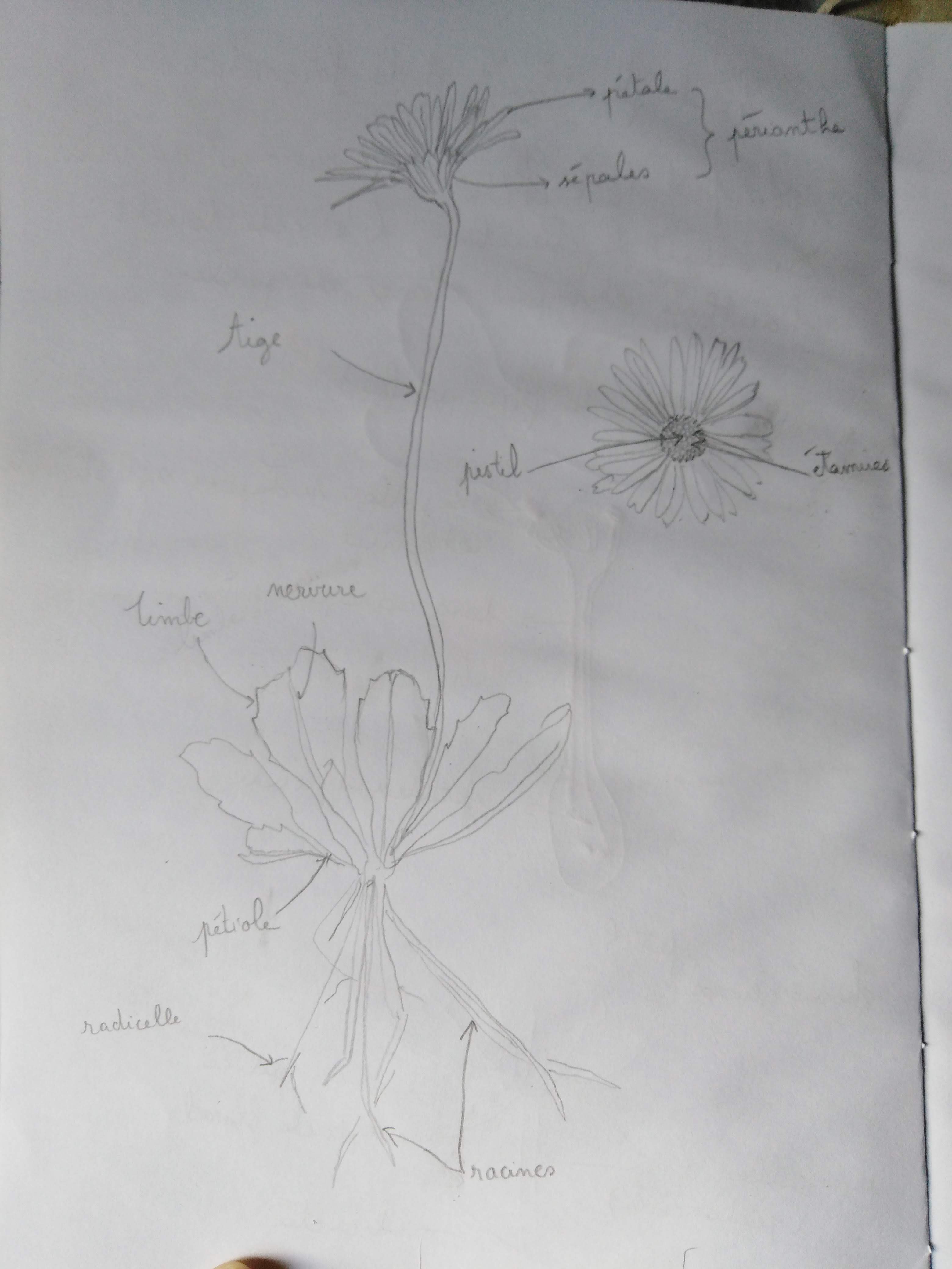 Dessin d'une fleurs à pétales blancs
